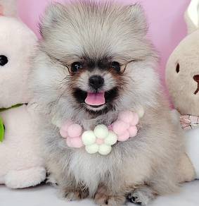 Pomeranian