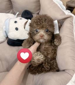 MINI POODLE PUPPIES S149 🌻 Tiny Toy - Tea Cup