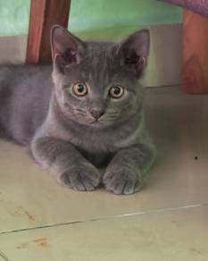 BSH + Sangkar untuk dijual