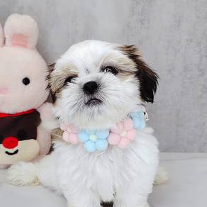 Shih Tzu