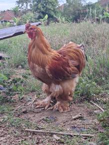 brahma