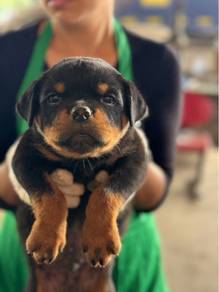 Rottweiler Puppy 001