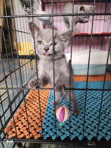 BSH - Kitten