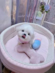 Mini white poodle -boy