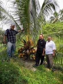 Benih kelapa dwarf / sgg tulen