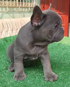 French Bulldog Puppy 18