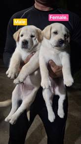 Labrador