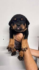Rottweiler