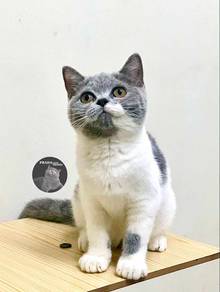 bsh bicolour female