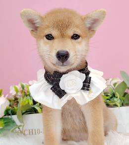 Shiba