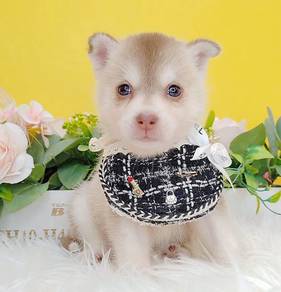Pomsky