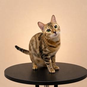 Bengal