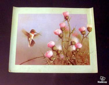 Poster - Hummingbird - Paul J. Lopez