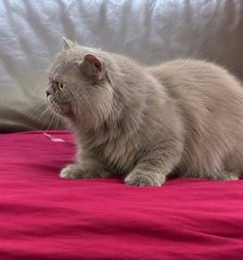 Munchkin BLH MALE