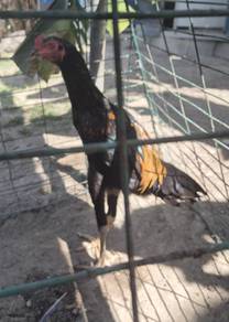 Ayam Sabung Pama
