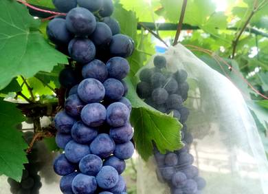 Live Plant Summer Black Grape 5 years plants
