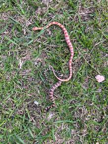 cornsnake