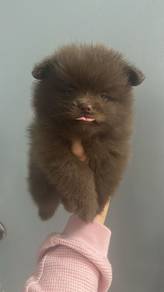 巧克力色博美男
chocolate colour Pomeranian
Male