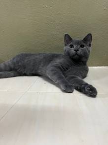 Bsh Mix Scottish