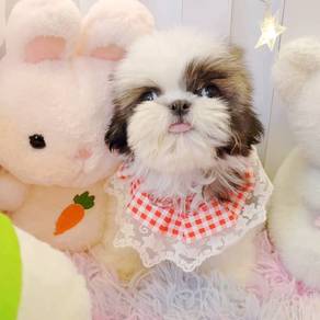 Shih Tzu