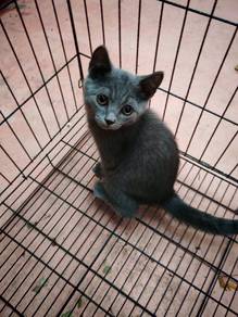 bsh