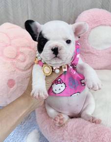FRENCH BULLDOG PUPPIES VIP286🌻Cute Boy