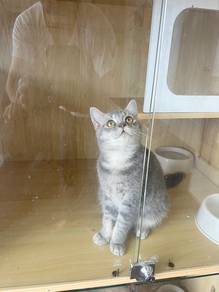 Bsh Golden Blue