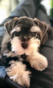 GGS2000 Mini Schnauzer cute puppies dogs