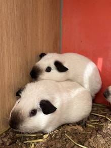 California Guinea Pig