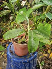 pokok periuk kera Hidup sehat