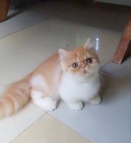 Munchkin Napoleon