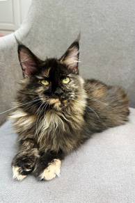 Purebred head tilt mainecoon kitten.