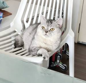 BSH kitten BSH adult British shorthair munchkin