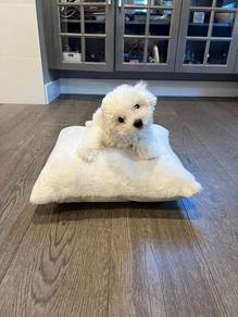 Furry Bichon cute white fluffy curly teddy bear pu