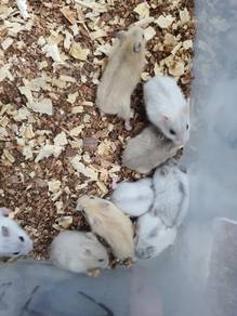 winter white hamster wiwi