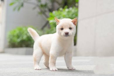 Shiba Inu