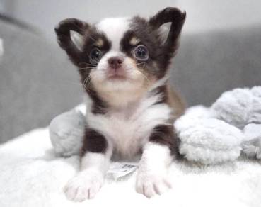 CHIHUAHUA PUPPIES CH319🌷 Head Apple Male