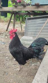 ayam katik 