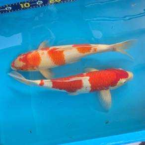 Japanese Koi Fish 35cm (Beautiful Pattern) 