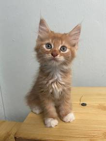Pure Mainecoon