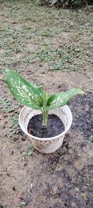 pokok hidup 10cm indoor outdoor plant