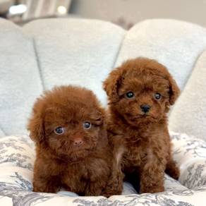 BVV7055 brown haired Tiny size Poodle puppy