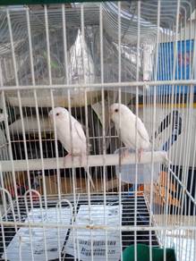 Budgies -Albino pure white red eyes - per bird.