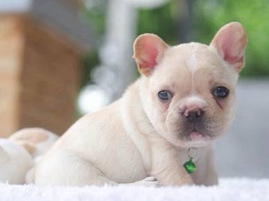 FRENCH BULLDOG PUPPIES VIP129🌻Cute & Healthy