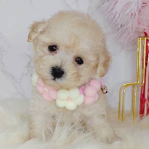 Poodle