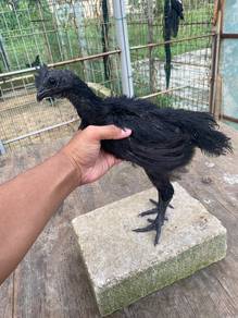 cemani gred A