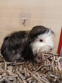 Guinea Pig Coronet Long Hair 