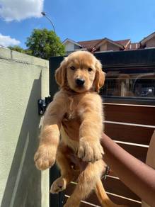 Golden retriever
