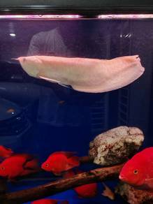 Silver Albino Arowana