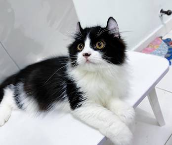 Persian x American Curl